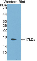 Western blot of recombinant RSPO1 / RSPO.