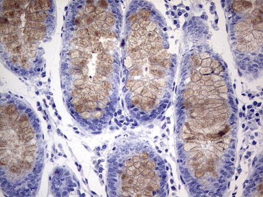 IHC of paraffin-embedded Human colon tissue using anti-RSPO1 mouse monoclonal antibody. (Heat-induced epitope retrieval by 1 mM EDTA in 10mM Tris, pH8.5, 120°C for 3min).