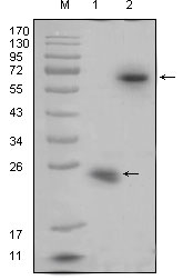 Western blot using R-spondin1 mouse monoclonal antibody against recombinant R-spondin1 protein (1) and R-spondin1(aa21-263)-hIgGFc transfected HEK293 cell lysate(2).