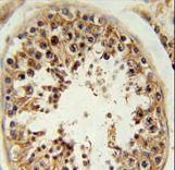 RSPO4 Antibody immunohistochemistry of formalin-fixed and paraffin-embedded human testis tissue followed by peroxidase-conjugated secondary antibody and DAB staining.