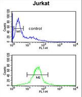 RSPO4 Antibody flow cytometry of Jurkat cells (bottom histogram) compared to a negative control cell (top histogram). FITC-conjugated goat-anti-rabbit secondary antibodies were used for the analysis.
