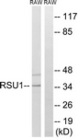 Western blot of extracts from RAW264.7 cells, using RSU1 Antibody. The lane on the right was incubated with synthetic peptide.