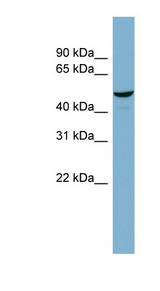 C22orf28 antibody LS-C107763 Western blot of MCF7 cell lysate.