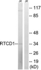 Western blot of extracts from Jurkat cells, using RTCD1 Antibody. The lane on the right is treated with the synthesized peptide.