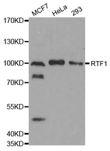 Western blot analysis of extracts of various cell lines, using RTF1 antibody.