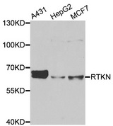 Western blot analysis of extracts of various cell lines, using RTKN antibody.