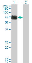 Western Blot analysis of RTN2 expression in transfected 293T cell line by RTN2 monoclonal antibody (M05), clone 6A11.Lane 1: RTN2 transfected lysate(59.264 KDa).Lane 2: Non-transfected lysate.