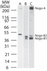 Western blot of Nogo-A and -B in A) human, B) mouse, and C) rat brain tissue lysate using antibody at 1:2000.