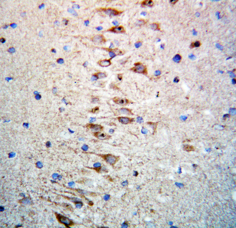 RTN4 / Nogo antibody. IHC(P): Rat Brain Tissue.