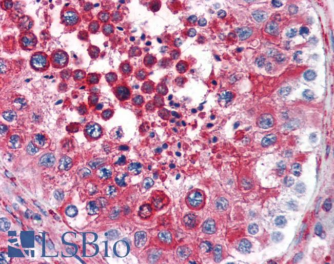 Anti-RTN4 / Nogo antibody IHC of human testis. Immunohistochemistry of formalin-fixed, paraffin-embedded tissue after heat-induced antigen retrieval. Antibody LS-B2708 concentration 3 ug/ml.