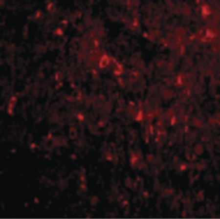 Immunofluorescence of NogoA in Mouse Brain cells with NogoA antibody at 20 ug/ml.