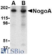 Western blot of NogoA in mouse brain tissue lysate with NogoA antibody at (A) 0.5 and (B) 1 ug/ml.