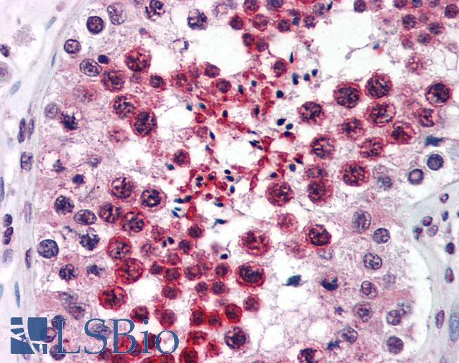 Anti-RTN4 / Nogo antibody IHC of human testis. Immunohistochemistry of formalin-fixed, paraffin-embedded tissue after heat-induced antigen retrieval. Antibody LS-B2709 concentration 3 ug/ml.