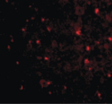 Immunofluorescence of NogoA in Mouse Brain cells with NogoA antibody at 20 ug/ml.