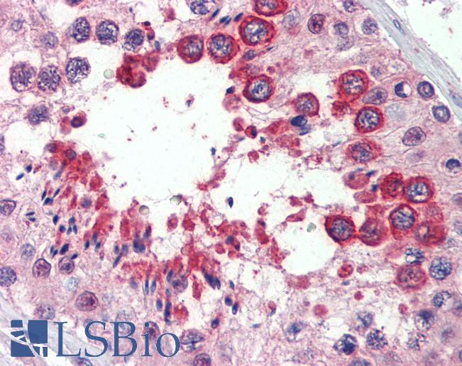 Anti-RTN4 / Nogo antibody IHC of human testis. Immunohistochemistry of formalin-fixed, paraffin-embedded tissue after heat-induced antigen retrieval. Antibody LS-B4168 concentration 2.5 ug/ml.