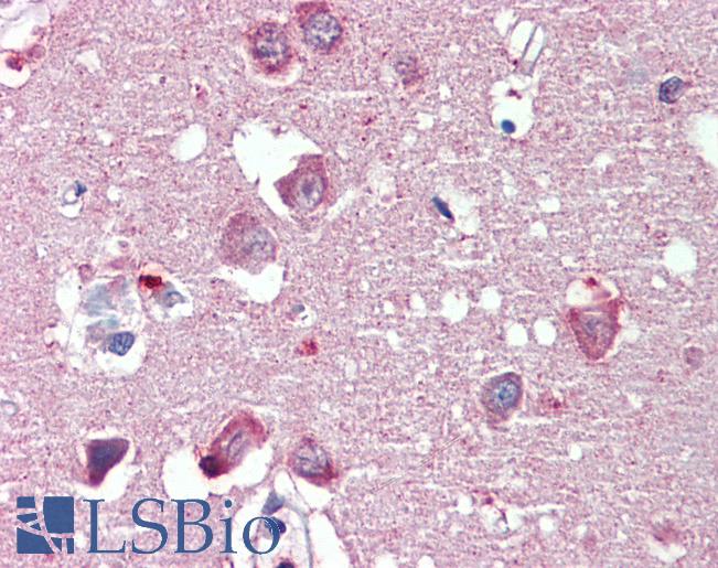 Anti-RTN4 / Nogo antibody IHC of human brain, cortex. Immunohistochemistry of formalin-fixed, paraffin-embedded tissue after heat-induced antigen retrieval. Antibody LS-B4168 concentration 2.5 ug/ml.