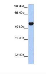 Fetal brain lysate. Antibody concentration: 1.0 ug/ml. Gel concentration: 12%.
