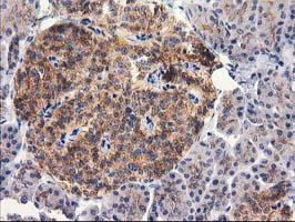 IHC of paraffin-embedded Human pancreas tissue using anti-RTN4IP1 mouse monoclonal antibody.