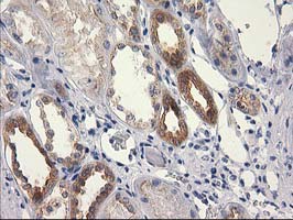IHC of paraffin-embedded Human Kidney tissue using anti-RTN4IP1 mouse monoclonal antibody.