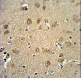 RTN4RL1 Antibody IHC of formalin-fixed and paraffin-embedded human brain tissue followed by peroxidase-conjugated secondary antibody and DAB staining.