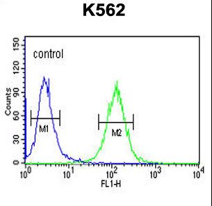 RTN4RL1 Antibody flow cytometry of K562 cells (right histogram) compared to a negative control cell (left histogram). FITC-conjugated goat-anti-rabbit secondary antibodies were used for the analysis.