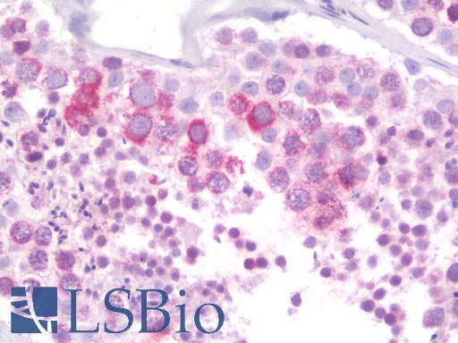 Anti-RTN4RL2 antibody IHC staining of human testis. Immunohistochemistry of formalin-fixed, paraffin-embedded tissue after heat-induced antigen retrieval. Antibody LS-B10064 concentration 10 ug/ml.