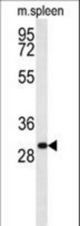 RTP1 Antibody western blot of mouse spleen tissue lysates (35 ug/lane). The RTP1 antibody detected the RTP1 protein (arrow).