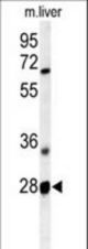 Western blot of RTP2 Antibody in mouse liver tissue lysates (35 ug/lane). RTP2 (arrow) was detected using the purified antibody.
