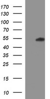 HEK293T cells were transfected with the pCMV6-ENTRY control (Left lane) or pCMV6-ENTRY RUNDC3A (Right lane) cDNA for 48 hrs and lysed. Equivalent amounts of cell lysates (5 ug per lane) were separated by SDS-PAGE and immunoblotted with anti-RUNDC3A.