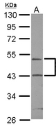 Sample (30 ug of whole cell lysate) A: IMR32 10% SDS PAGE RPIAP1 antibody diluted at 1:1000