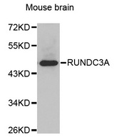 Western blot analysis of extracts of various cell lines, using RUNDC3A antibody.