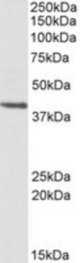 PSMB7 antibody (0.3 ug/ml) staining of HEK293 lysate (35 ug protein/ml in RIPA buffer). Primary incubation was 1 hour. Detected by chemiluminescence.
