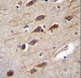 RUSC2 Antibody immunohistochemistry of formalin-fixed and paraffin-embedded human brain tissue followed by peroxidase-conjugated secondary antibody and DAB staining.