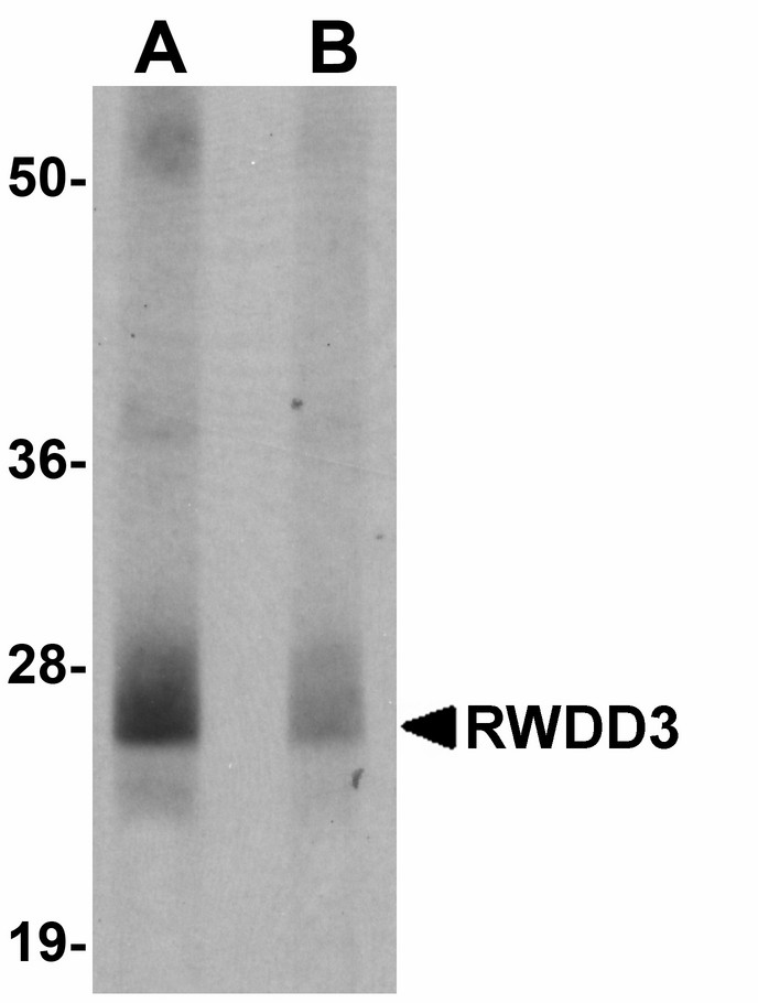 Western blot of RWDD3 in mouse kidney tissue lysate with RWDD3 antibody at 0.5 ug/ml in (A) the absence and (B) the presence of blocking peptide.