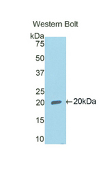 Western blot of recombinant RXFP1/ LGR7.