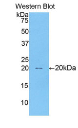 Western blot of recombinant RXFP1/ LGR7.