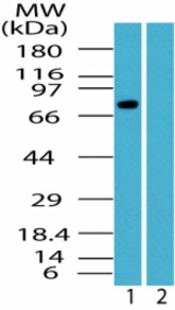 Western blot of human Relaxin receptor 1inhumanheart lysate in the1) absence and 2) presence of immunizing peptide using antibody at0.5 ug/ml.