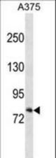 RXFP1 Antibody western blot of A375 cell line lysates (35 ug/lane). The RXFP1 antibody detected the RXFP1 protein (arrow).