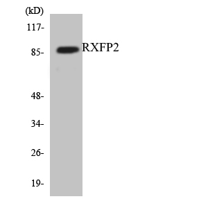 Western blot of the lysates from HUVEC cells using RXFP2 antibody.