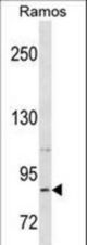 RXFP2 Antibody western blot of Ramos cell line lysates (35 ug/lane). The RXFP2 antibody detected the RXFP2 protein (arrow).
