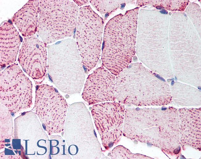 Anti-RXFP2 antibody LS-A4754 IHC of human skeletal muscle. Immunohistochemistry of formalin-fixed, paraffin-embedded tissue after heat-induced antigen retrieval.