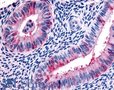 Anti-RXFP2 antibody LS-A4751 IHC of human uterus. Immunohistochemistry of formalin-fixed, paraffin-embedded tissue after heat-induced antigen retrieval.