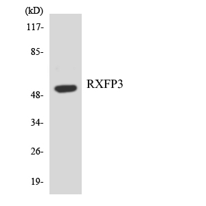 Western blot of the lysates from Jurkat cells using RXFP3 antibody.