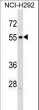 RXFP3 Antibody western blot of NCI-H292 cell line lysates (35 ug/lane). The RXFP3 antibody detected the RXFP3 protein (arrow).