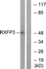 Western blot of extracts from K562 cells, using RXFP3 Antibody. The lane on the right is treated with the synthesized peptide.