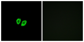 Immunofluorescence of A549 cells, using RXFP4 Antibody. The picture on the right is treated with the synthesized peptide.