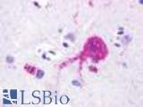 Anti-RXFP4 antibody LS-A552 IHC of human brain, neuron. Immunohistochemistry of formalin-fixed, paraffin-embedded tissue after heat-induced antigen retrieval.