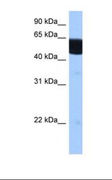 Brain cell lysate. Antibody concentration: 0.5 ug/ml. Gel concentration: 12%.