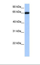 Placenta lysate. Antibody concentration: 1.0 ug/ml. Gel concentration: 12%.