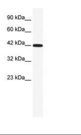 HepG2 Cell Lysate